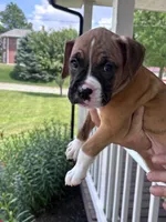 Clovis - AKC, a male Boxer for sale in Rushville, IN – 2 of 10
