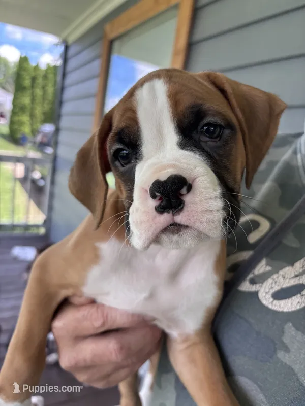 Percy - AKC – Boxer puppy for sale in Rushville, IN