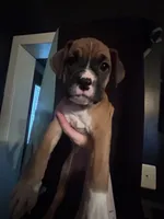 Sabine, a female Boxer for sale in Rushville, IN – 1 of 7