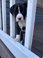 Rowan - AKC, a male Boxer for sale in Rushville, IN – 2 of 10