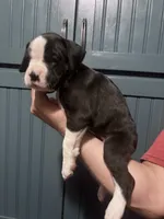 Poppy - AKC, a female Boxer for sale in Rushville, IN – 2 of 9