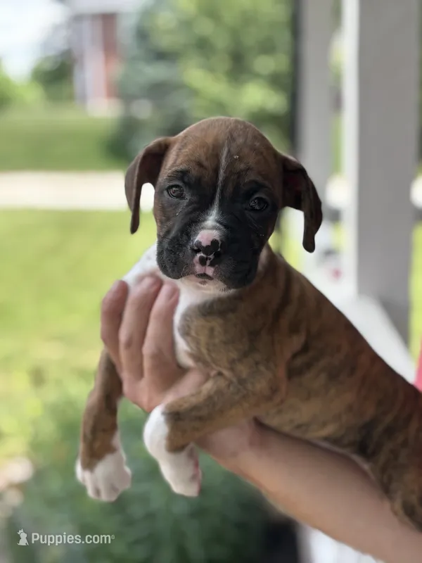 Dagger - AKC – Boxer puppy for sale in Rushville, IN