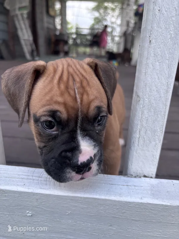 Sabine - AKC – Boxer puppy for sale in Rushville, IN