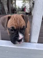Sabine - AKC, a female Boxer for sale in Rushville, IN – 1 of 9
