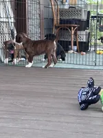 Duncan - AKC, a male Boxer for sale in Rushville, IN – 5 of 10
