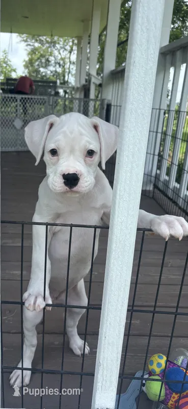 Pixie - AKC – Boxer puppy for sale in Rushville, IN