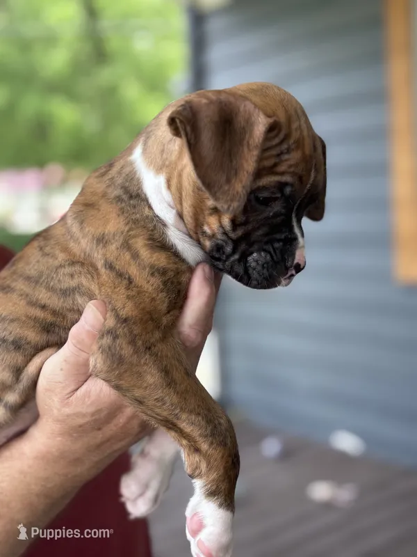 Dagger - AKC – Boxer puppy for sale in Rushville, IN