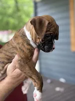 Dagger - AKC, a male Boxer for sale in Rushville, IN – 7 of 10