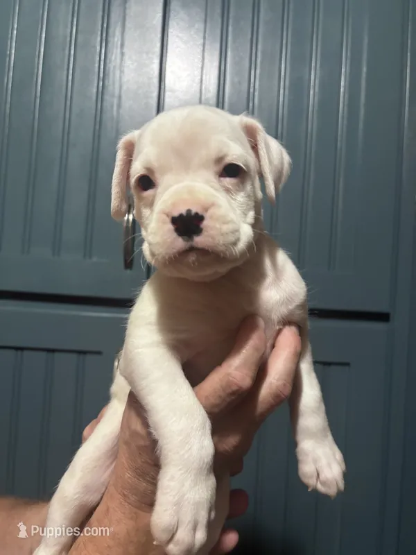 Pixie - AKC – Boxer puppy for sale in Rushville, IN