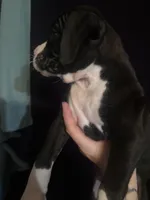 Rowan, a male Boxer for sale in Rushville, IN – 4 of 7