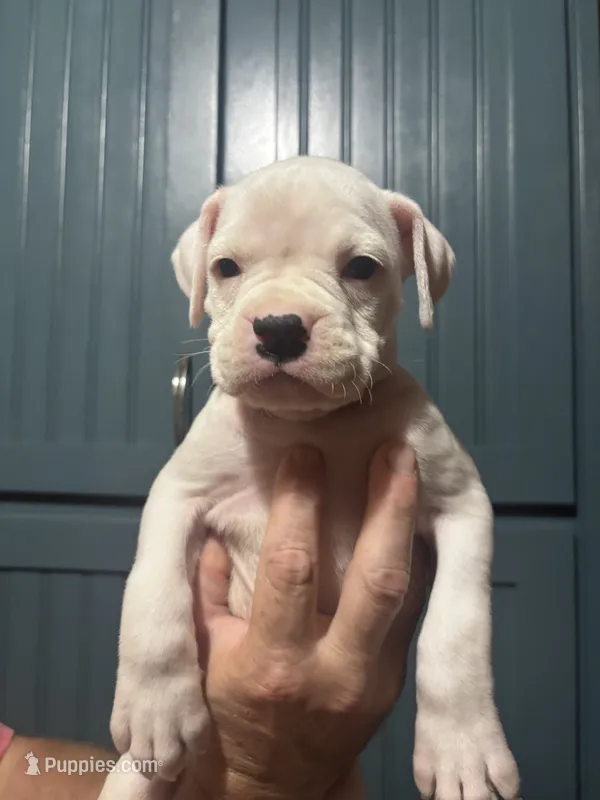 Pearl - AKC – Boxer puppy for sale in Rushville, IN
