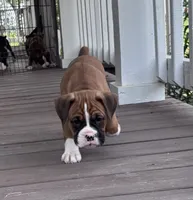 Amos - AKC, a male Boxer for sale in Rushville, IN – 2 of 10