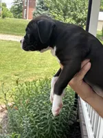 Kinney - AKC, a female Boxer for sale in Rushville, IN – 2 of 10