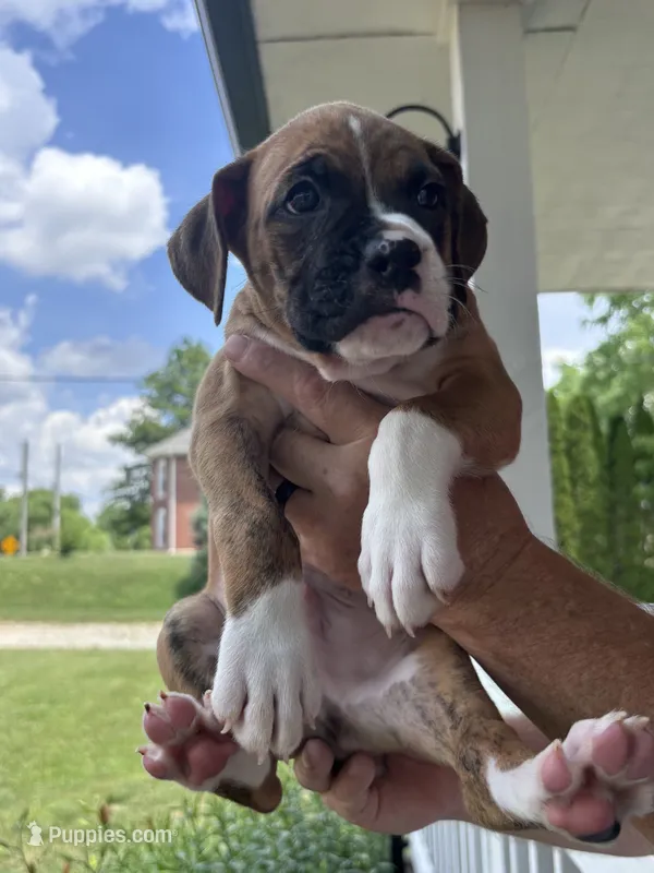 Clovis - AKC – Boxer puppy for sale in Rushville, IN
