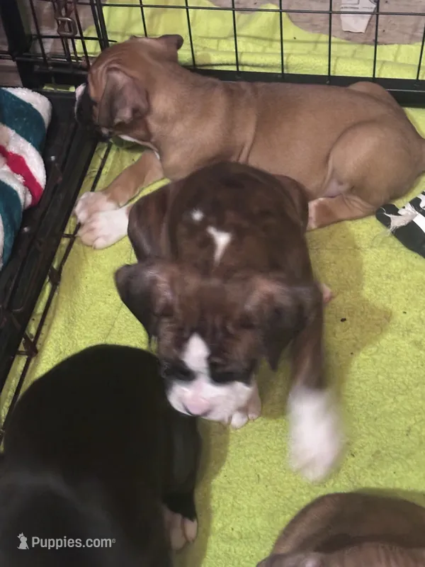 Duncan – Boxer puppy for sale in Rushville, IN