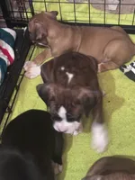 Duncan, a male Boxer for sale in Rushville, IN – 1 of 4