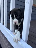 Rowan - AKC, a male Boxer for sale in Rushville, IN – 6 of 10