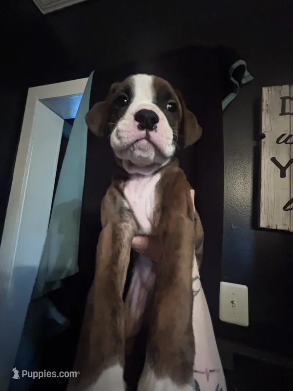 Hayes – Boxer puppy for sale in Rushville, IN