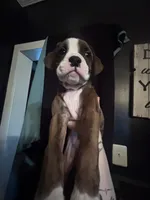 Hayes, a male Boxer for sale in Rushville, IN – 1 of 4