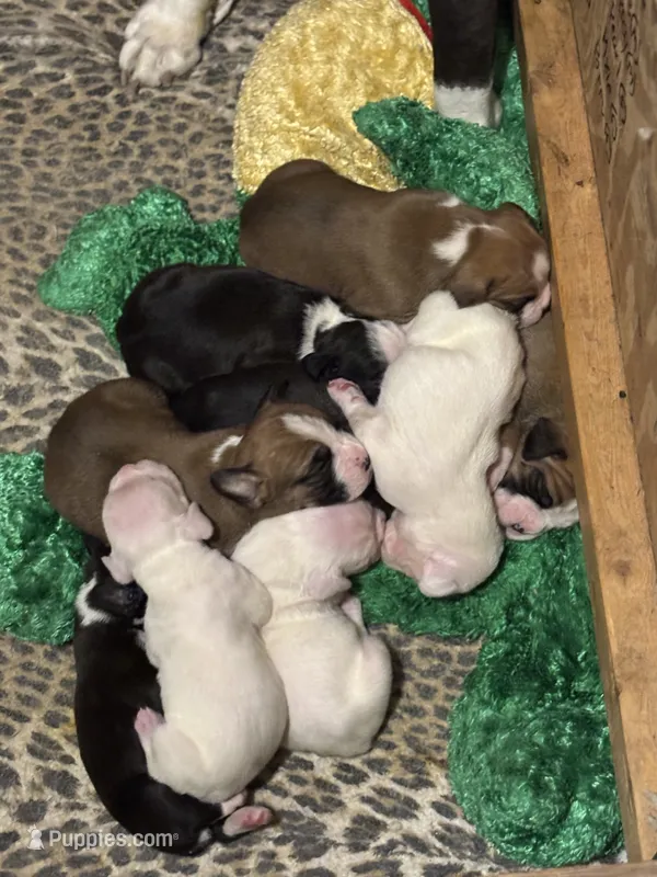 Percy - AKC – Boxer puppy for sale in Rushville, IN
