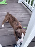 Hayes - AKC, a male Boxer for sale in Rushville, IN – 5 of 9