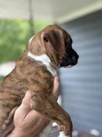 Dagger - AKC, a male Boxer for sale in Rushville, IN – 5 of 10