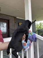 Gypsy - AKC, a female Boxer for sale in Rushville, IN – 5 of 10