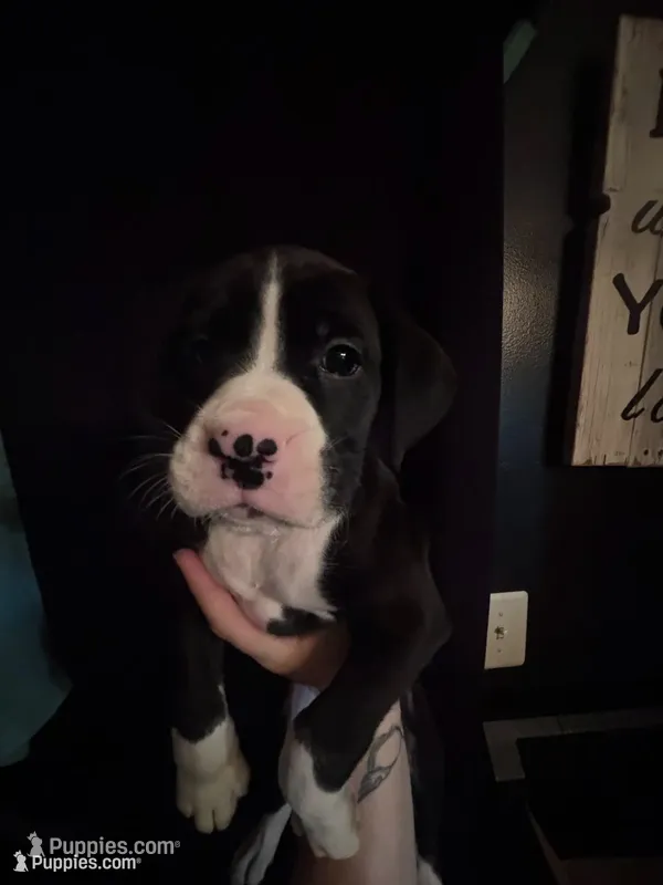 Rowan – Boxer puppy for sale in Rushville, IN