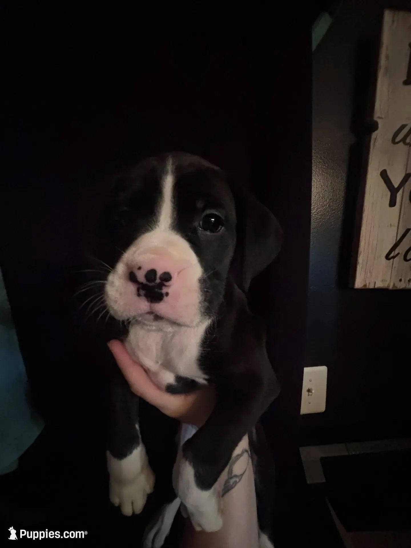 Rowan, a male Boxer for sale in Rushville, IN – 1 of 7