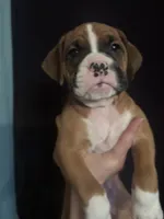 Amos, a male Boxer for sale in Rushville, IN – 2 of 6