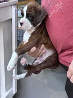 Duncan - AKC, a male Boxer for sale in Rushville, IN – 3 of 10