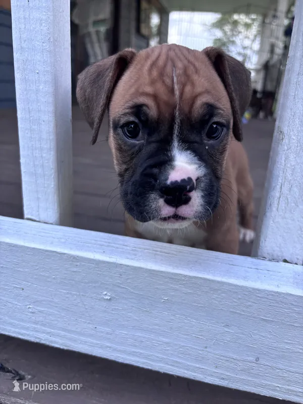 Sabine - AKC – Boxer puppy for sale in Rushville, IN