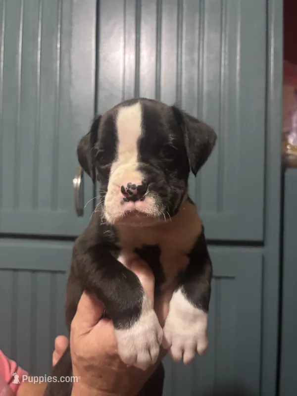 Phoenix - AKC – Boxer puppy for sale in Rushville, IN