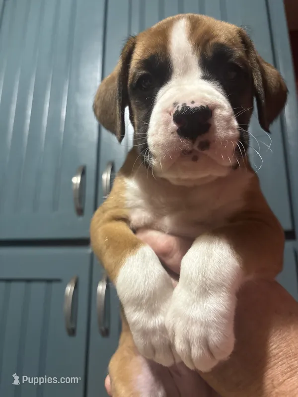 Poe - AKC – Boxer puppy for sale in Rushville, IN
