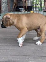 Amos - AKC, a male Boxer for sale in Rushville, IN – 4 of 10