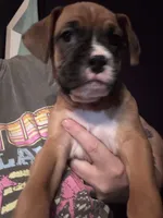 Sabine, a female Boxer for sale in Rushville, IN – 4 of 7