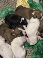 Percy - AKC, a male Boxer for sale in Rushville, IN – 4 of 6