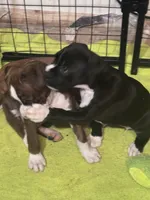 Gypsy, a female Boxer for sale in Rushville, IN – 2 of 4