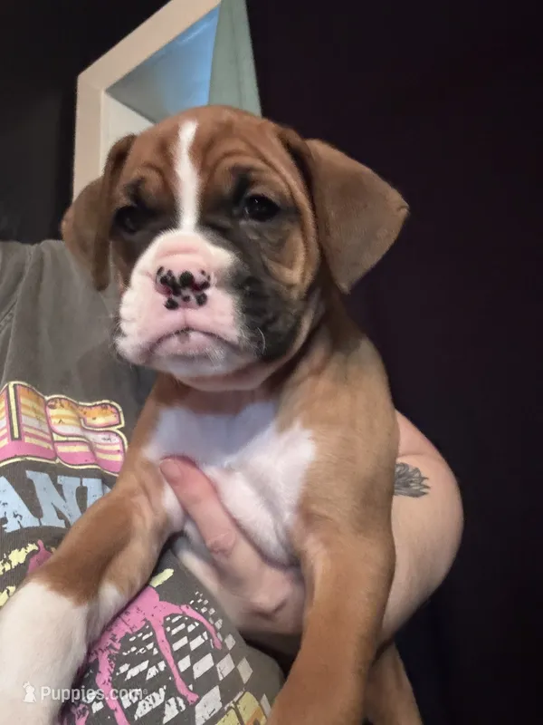 Amos – Boxer puppy for sale in Rushville, IN