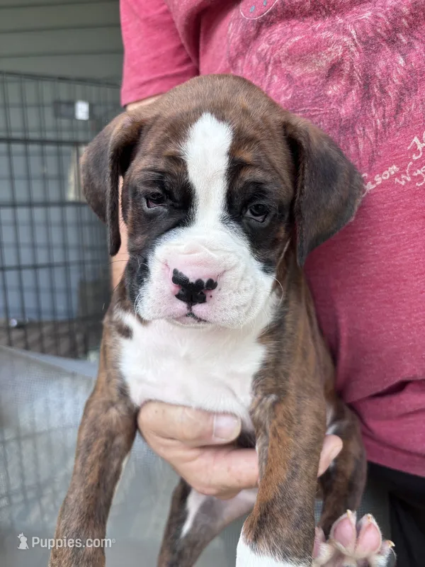 Duncan - AKC – Boxer puppy for sale in Rushville, IN
