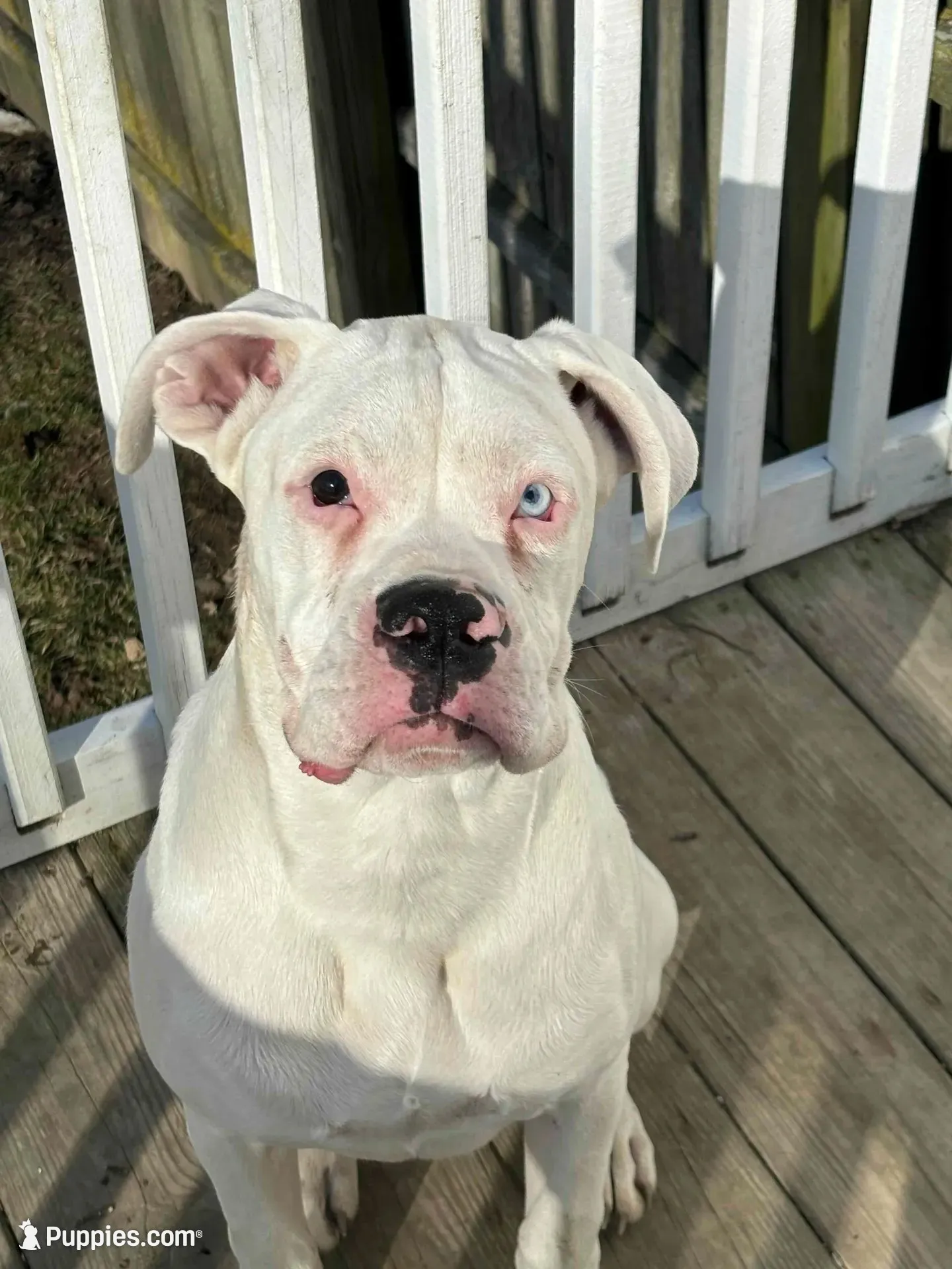 Amos - AKC, a male Boxer for sale in Rushville, IN – 9 of 10