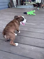 Hayes - AKC, a male Boxer for sale in Rushville, IN – 4 of 9