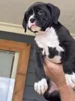 Gypsy - AKC, a female Boxer for sale in Rushville, IN – 4 of 10