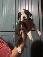 Poppy - AKC, a female Boxer for sale in Rushville, IN – 4 of 9