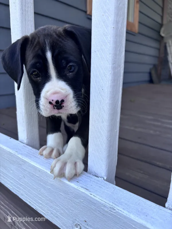 Rowan - AKC – Boxer puppy for sale in Rushville, IN