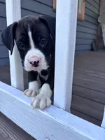 Rowan - AKC, a male Boxer for sale in Rushville, IN – 1 of 10