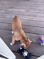 Sabine - AKC, a female Boxer for sale in Rushville, IN – 5 of 9