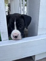 Rowan - AKC, a male Boxer for sale in Rushville, IN – 4 of 10