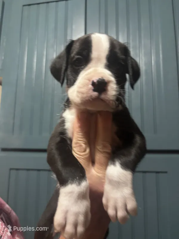 Panda - AKC – Boxer puppy for sale in Rushville, IN