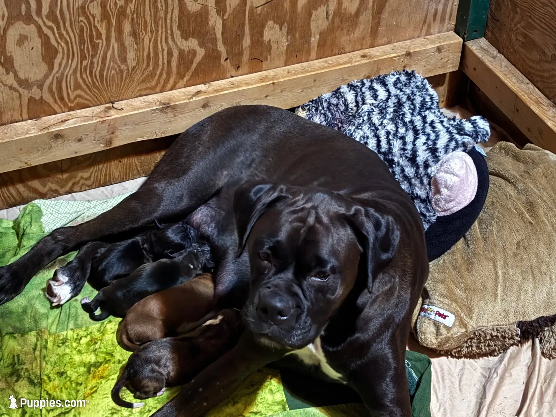 Rowan - AKC, a male Boxer for sale in Rushville, IN – 9 of 10